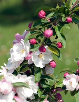 Apfelbluete  Apfelblueten  Malus, Apfelbaumblueten