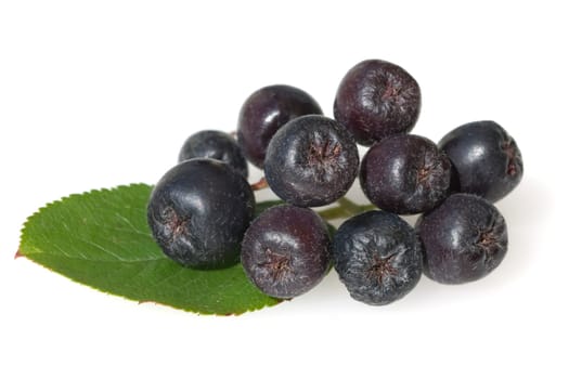 Apfelbeere  Aronia  Schwarze