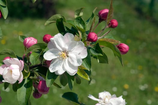 Apfelbluete, Malus domestica