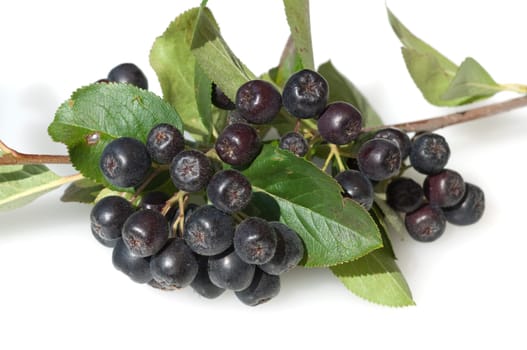 Apfelbeere  Aronia  Schwarze