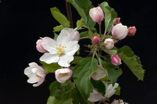Apfelbluete, Malus domestica