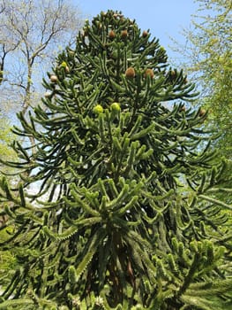 Araucaria