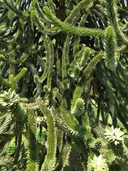 Araucaria