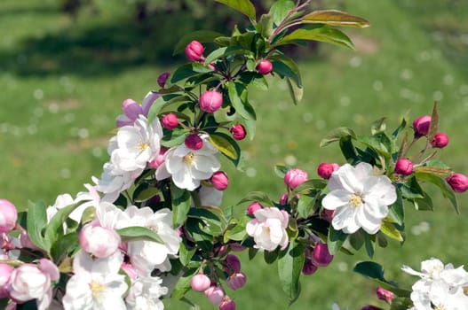 Apfelbluete, Malus domestica