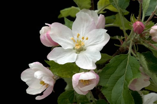 Apfelbluete, Malus domestica