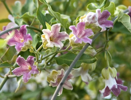 Araujia sericifera
