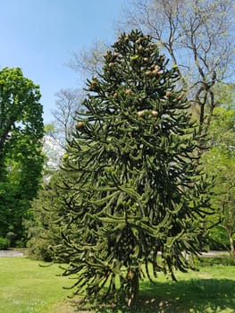 Araucaria