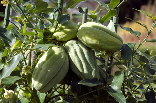 Araujia   Araujia Sericifera