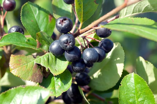 Apfelbeere  Aronia  Schwarze  Apfelbeeren  Zwergvogelbeere
