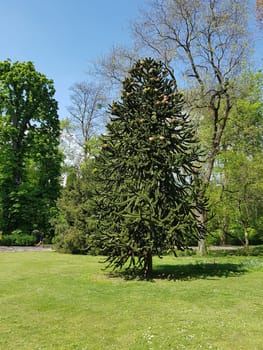 Araucaria