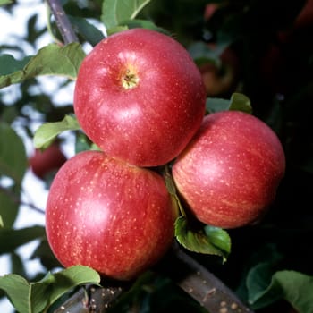 Arlet  Apfel  Apfelsorte, Apfel, Kernobst, Obst,  - DEU, Deutschland