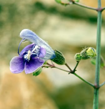 Armleuchter-Salbei  Salbei  Salvia candelabrum