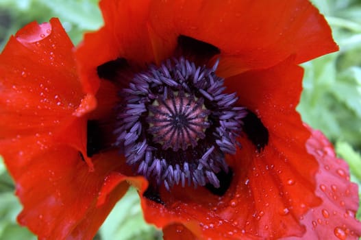 Armenischer Mohn  Mohn  Papaver bracteatum