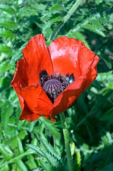 Armenischer Mohn  Papaver bracteatum