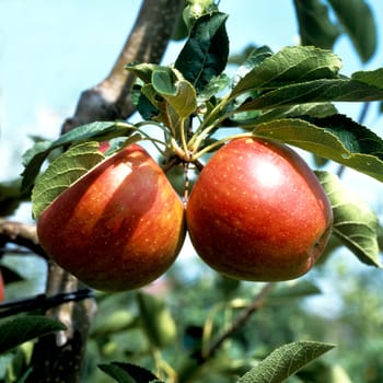 Arlet  Apfel