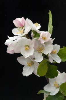 Apfelbluete, Malus domestica