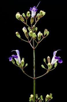 Armleuchter-Salbei, Salvia candelabrum, Heilpflanzen