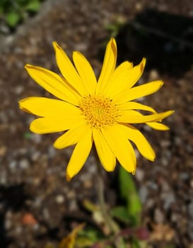 Arnika  Arnica, montana, Heilpflanze