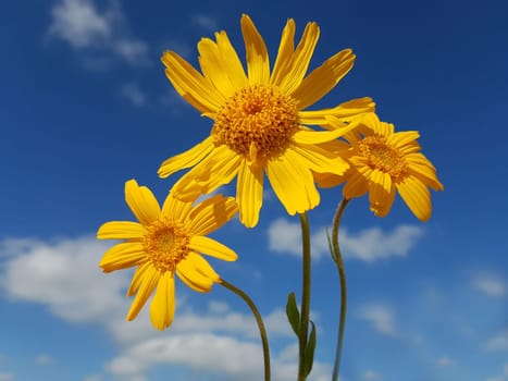 Arnika  Arnica, montana, Heilpflanze