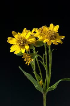 Arnika, Arnica chamissonis, Wiesenarnika, Nordamerikanische