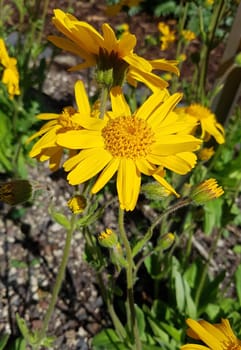 Arnika  Arnica, montana, Heilpflanze