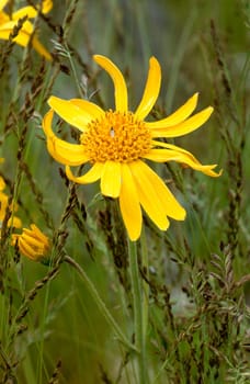 Arnika  Arnica montana