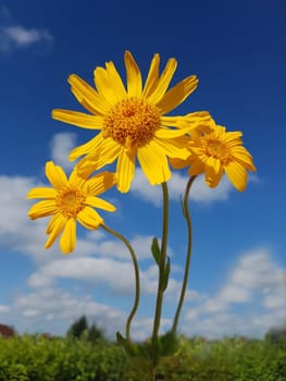Arnika  Arnica, montana, Heilpflanze