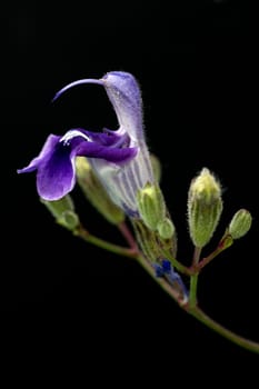 Armleuchter-Salbei, Salvia candelabrum, Heilpflanzen