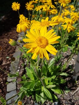 Arnika  Arnica, montana, Heilpflanze