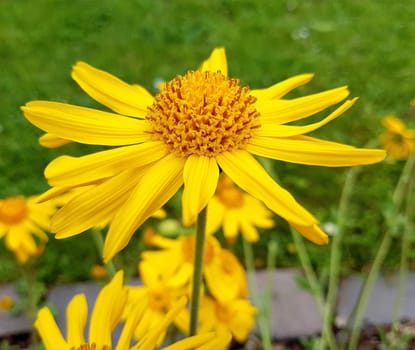 Arnika, Arnica, montana