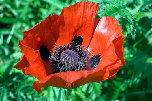 Armenischer Mohn  Papaver bracteatum