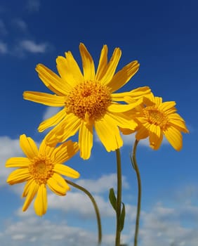 Arnika  Arnica, montana, Heilpflanze