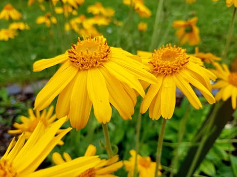Arnika, Arnica, montana