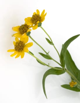 Arnika, Arnica chamissonis