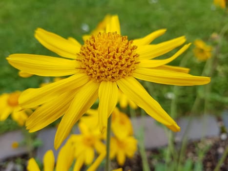Arnika, Arnica, montana