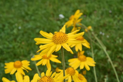 Arnika, Arnica, montana