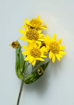 Arnika, Arnica chamissonis, Wiesenarnika, Nordamerikanische