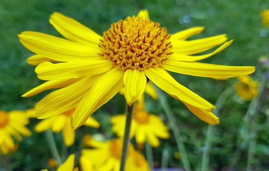 Arnika, Arnica, montana