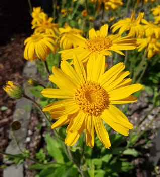 Arnika  Arnica, montana, Heilpflanze