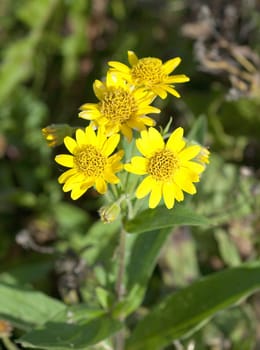 Arnika, Arnica chamissonis, Wiesenarnika, Nordamerikanische