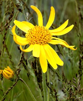 Arnika, Arnica montana, Gebirgspflanze, Heilpflanze