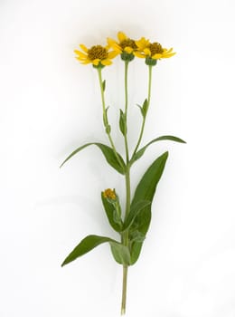 Arnika, Arnica chamissonis