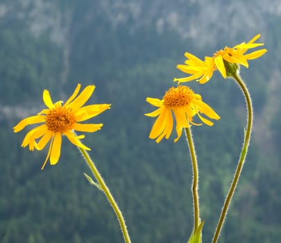 Arnika, Arnica montana