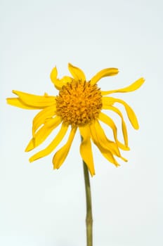 Arnika, Arnica montana
