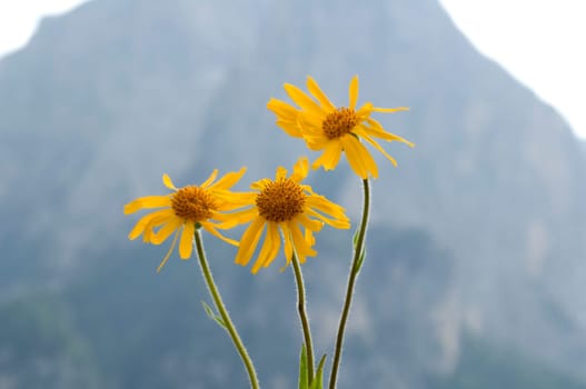 Arnika, Arnica montana