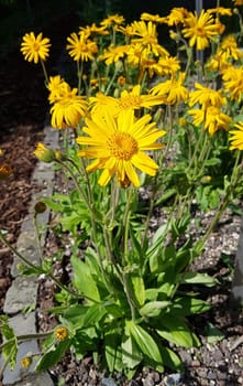 Arnika  Arnica, montana, Heilpflanze