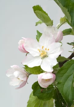 Apfelbluete, Malus domestica