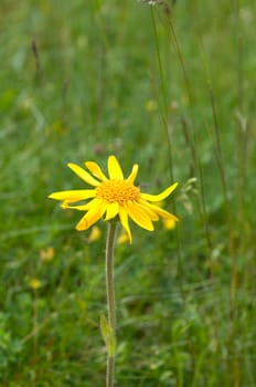 Arnika, Arnica montana