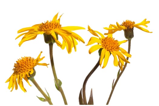 Arnika  Arnica montana  Gebirgspflanze