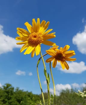 Arnika  Arnica, montana, Heilpflanze
